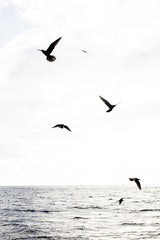 Sea Birds of Lord Howe