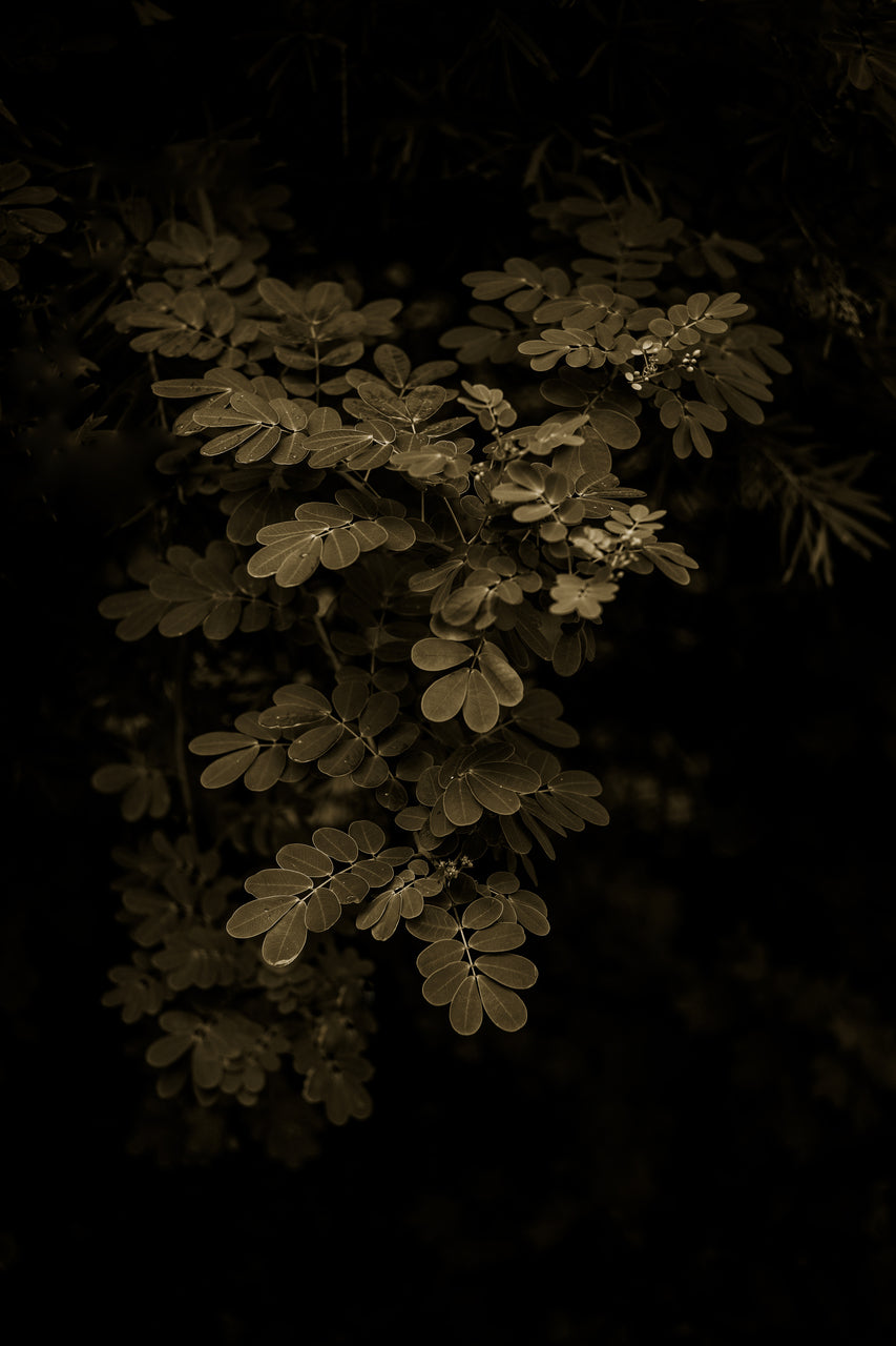Hidden Garden Print with Gift Box