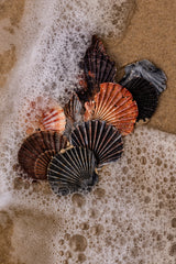 Shells on the Shore - Vertical