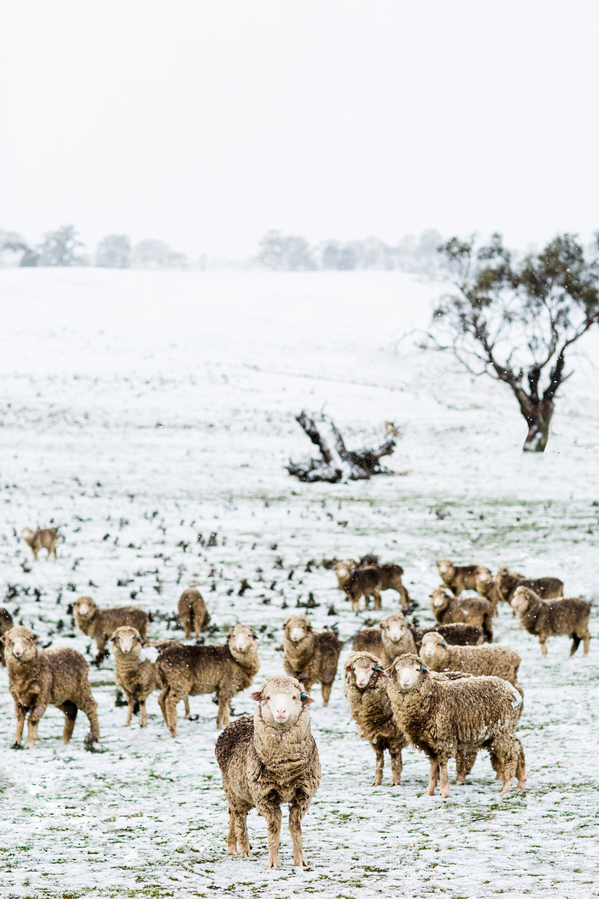 Snow Sheep