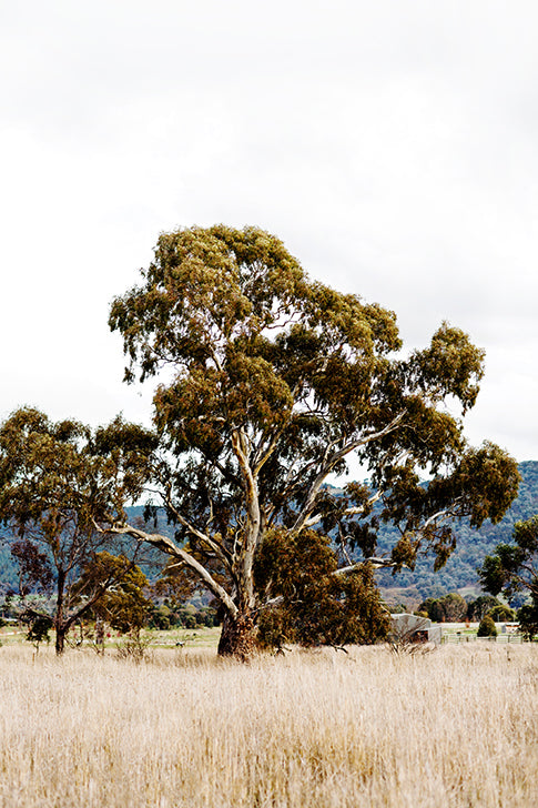 Gum Tree