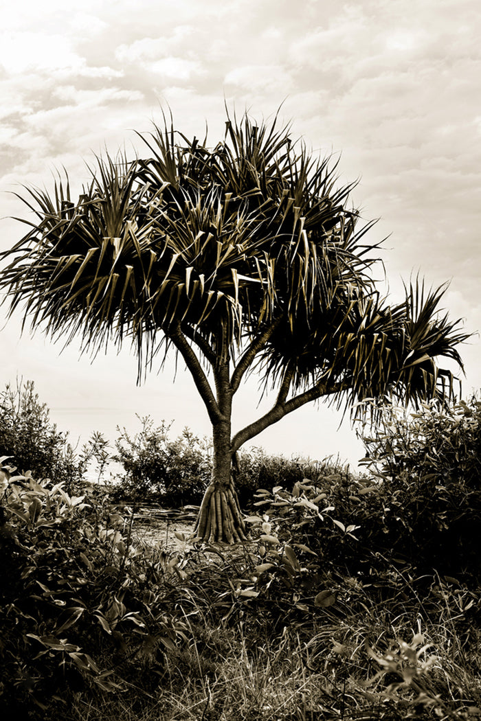 Traditional Pandanus