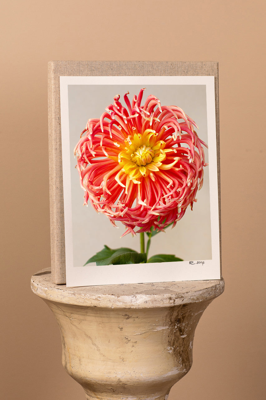 Coral with Gift Box