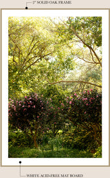 Enchanted Camellia