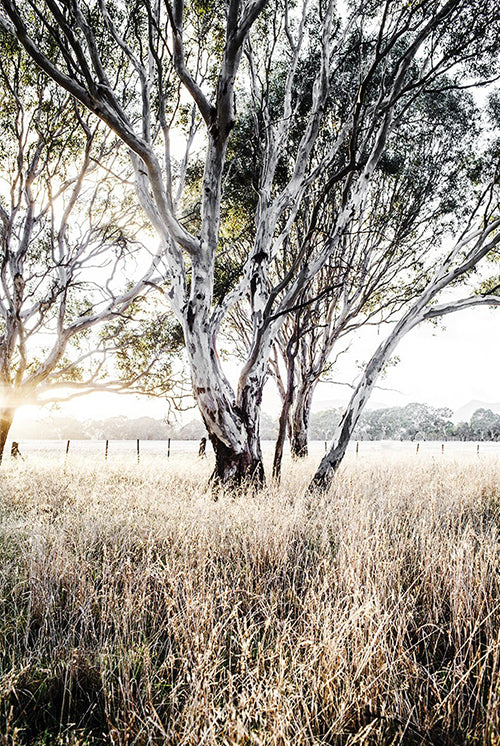 Ghost Gums