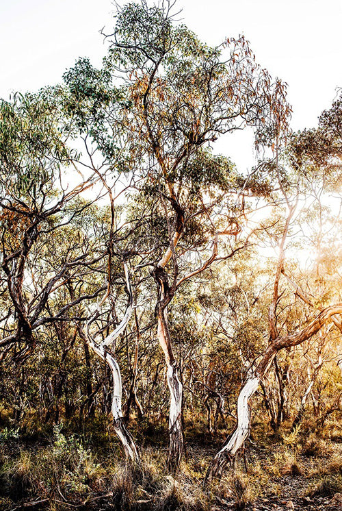 Gum Trees Print with Gift Box - Bundle of 6