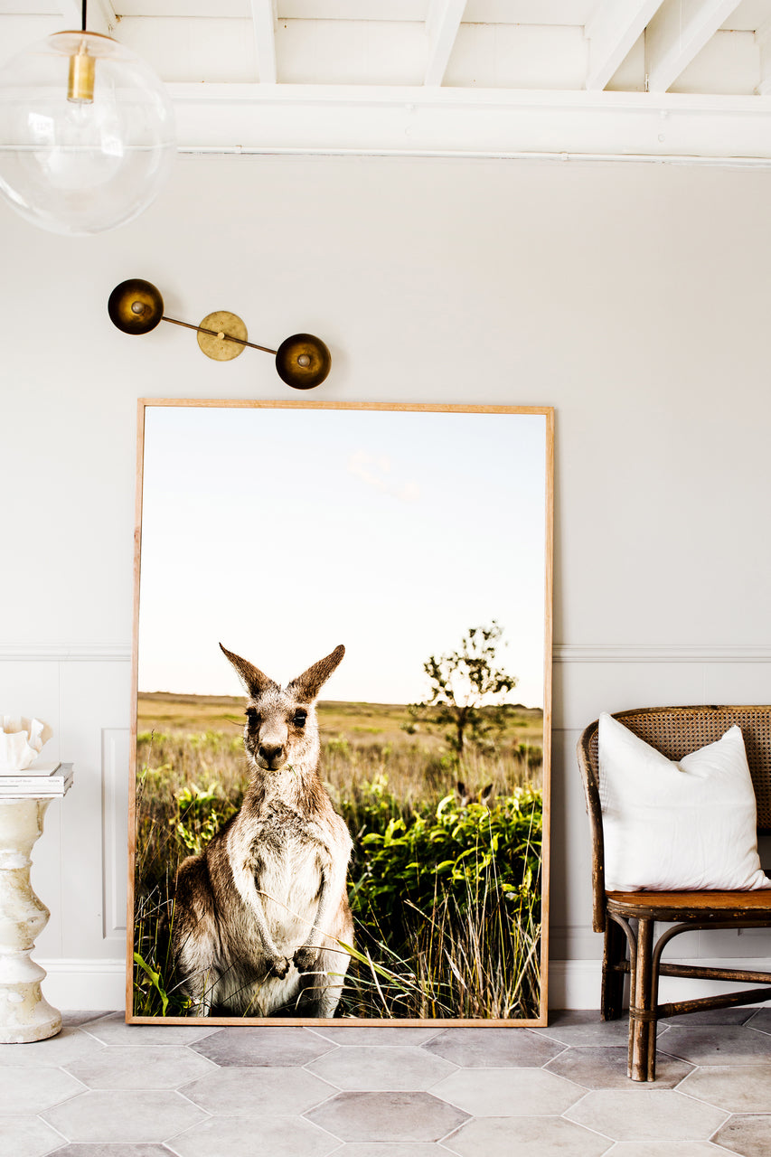 Kangaroo Close-Up