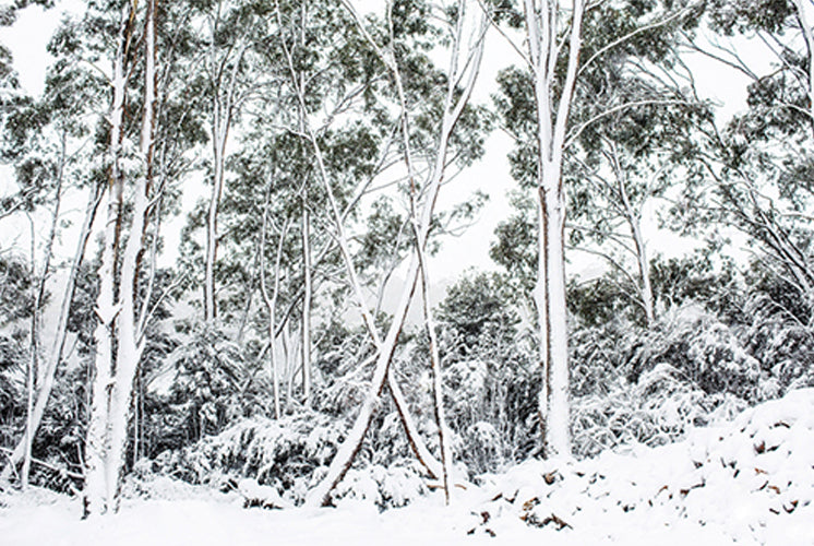 Silver Gums