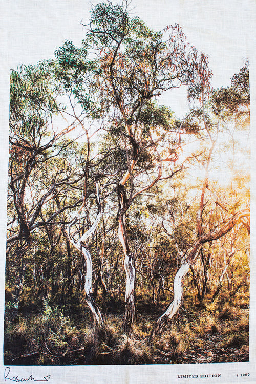 Gum Trees Souvenir Tea Towel - Bundle of 6